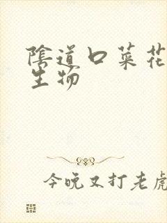 阴道口菜花样赘生物