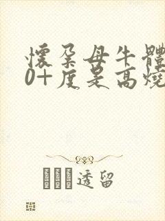 怀孕母牛体温40+度是高烧吗