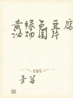 黄绿色豆腐渣分泌物图片