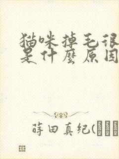 猫咪掉毛很厉害是什么原因