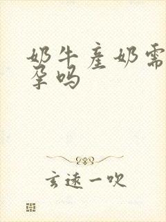 奶牛产奶需要怀孕吗