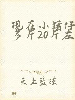 现在小猪仔20多斤20斤左右的猪仔多少钱一头