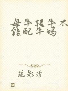 母牛爬牛不淌清能配牛吗