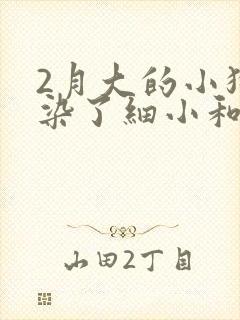 2月大的小狗感染了细小和冠状怎么办