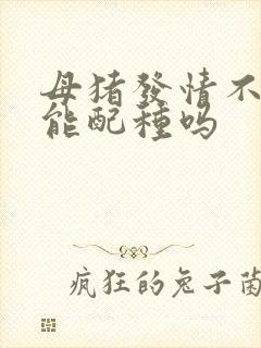 母猪发情不静立能配种吗