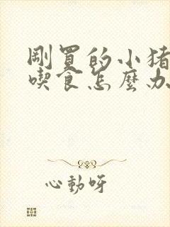 刚买的小猪仔不吃食怎么办