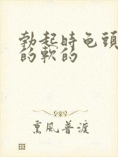 勃起时龟头是硬的软的