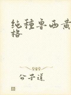 纯种鲁西黄牛价格