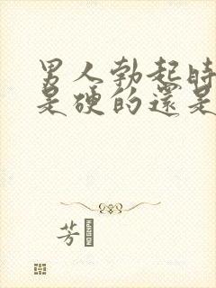 男人勃起时龟头是硬的还是软的