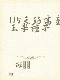 115天的高产玉米种子