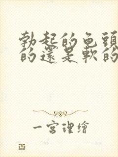 勃起的龟头是硬的还是软的