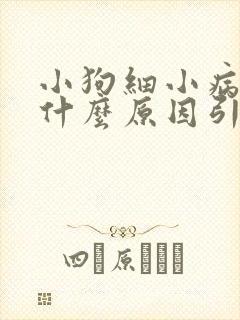 小狗细小病毒是什么原因引起的