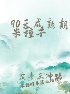 90天成熟期玉米种子