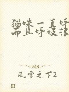 猫咪一直呼噜噜而且呼吸很快