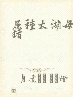 原种太湖母猪种猪