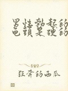 男性勃起的时候龟头是硬的还是软的