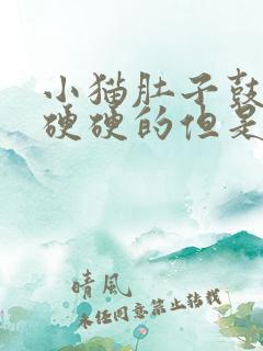 小猫肚子鼓鼓的硬硬的但是很活泼