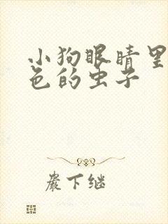 小狗眼睛里有白色的虫子