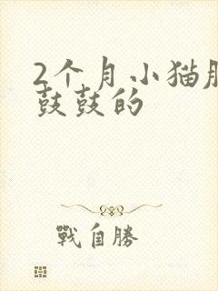 2个月小猫肚子鼓鼓的