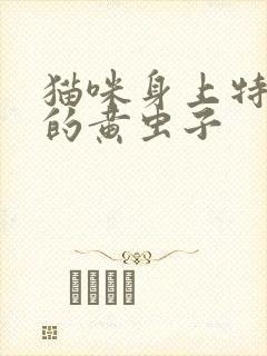 猫咪身上特别小的黄虫子