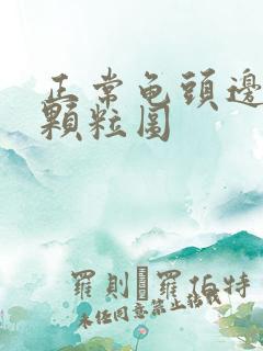 正常龟头边缘小颗粒图