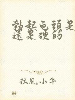 勃起龟头是软的还是硬的