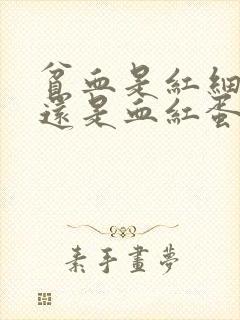 贫血是红细胞低还是血红蛋白低