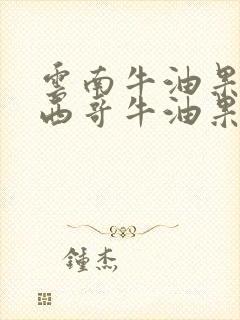 云南牛油果和墨西哥牛油果哪个更好