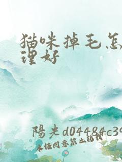 猫咪掉毛怎么处理好