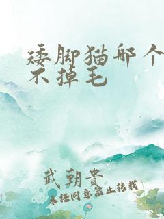 矮脚猫哪个品种不掉毛