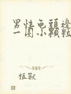 男性龟头边缘有一圈小颗粒