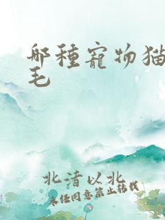 哪种宠物猫不掉毛