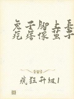 兔子脚上长了硬疙瘩像茧子怎么办