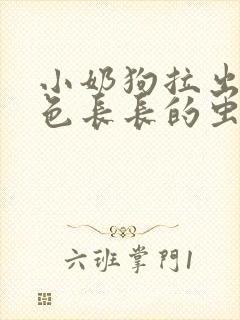 小奶狗拉出来白色长长的虫子