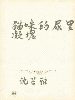 猫咪的尿里有血凝块