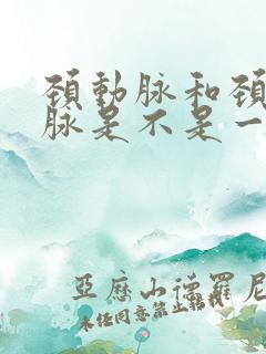 颈动脉和颈椎动脉是不是一回事