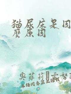 猫尿床是因为什么原因