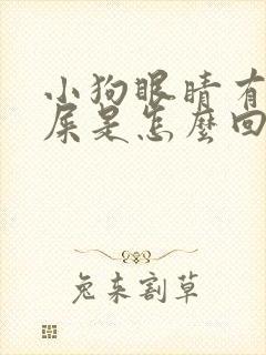 小狗眼睛有黄眼屎是怎么回事