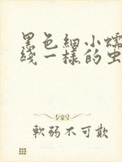 黑色细小蠕动像线一样的虫子