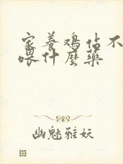 家养鸡站不起来喂什么药