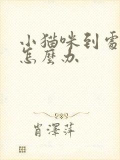 小猫咪到处乱尿怎么办