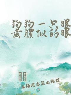 狗狗一只眼睛流黄脓似的眼屎