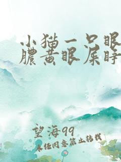 小猫一只眼睛有脓黄眼屎睁不开