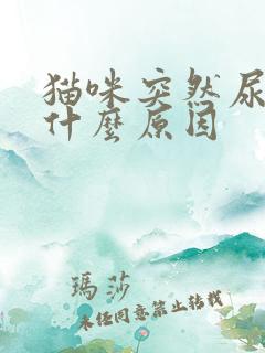 猫咪突然尿床是什么原因