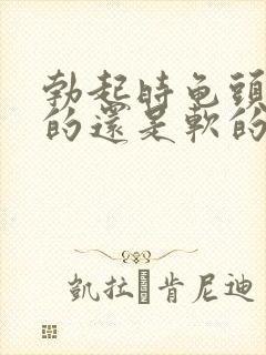 勃起时龟头是硬的还是软的