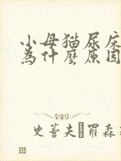 小母猫尿床是因为什么原因