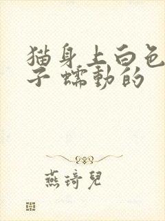 猫身上白色的虫子 蠕动的