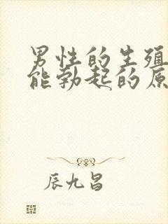 男性的生殖官不能勃起的原因