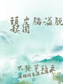 头皮脂溢脱发的起因