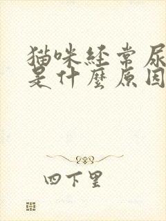 猫咪经常尿床上是什么原因